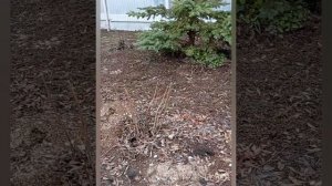 Обрезка спиреи весной.