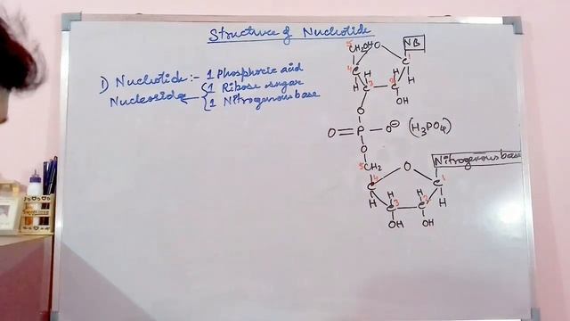 Molecular Biology || Structure of Nucleotide (GATE-XL/XE,ICMR,DBT,NET,JGEEBILS,BARC,TIFR-GS,GAT) смотреть онлайн