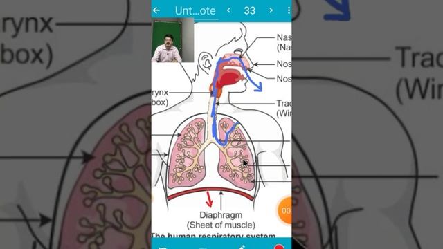 Respiration In Humans смотреть онлайн