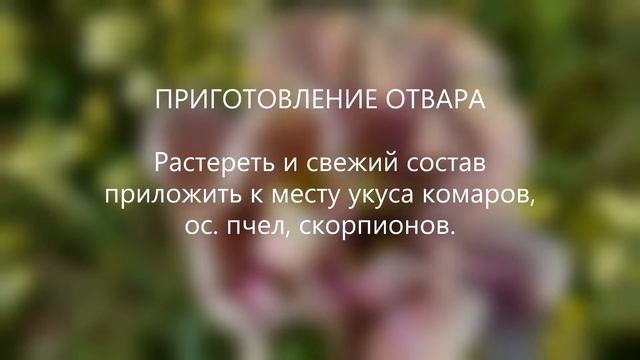 Сбор № 593. При укусе комаров, пчел, ос, скорпионов. смотреть онлайн
