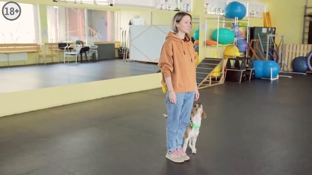 Поводок, мастер-класс смотреть онлайн