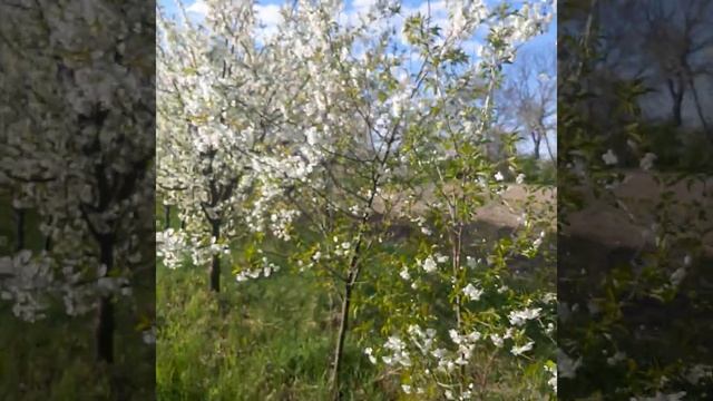 Вишня.Цветение.Лутовка. смотреть онлайн