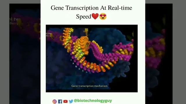 #Gene transcription at real time speed❤️😍 смотреть онлайн