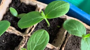 Зачем и когда нужно подсыпать грунт под рассаду огурцов