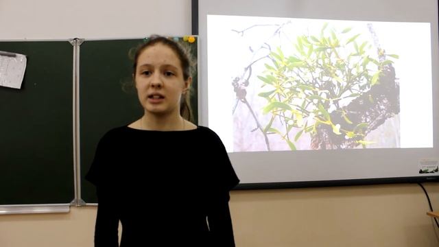 Омела белая: легко ли быть полупаразитом? смотреть онлайн