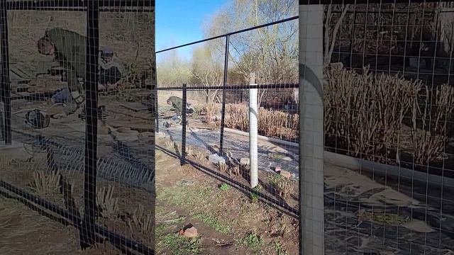 Забор из сварной сетки 22,5 метров #стройка #дача #ремонт #строительство #топ #дом смотреть онлайн