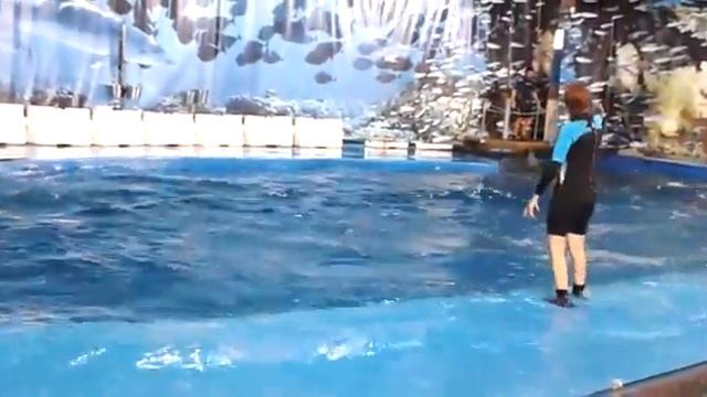 Acrobatic dolphins смотреть онлайн
