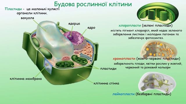 Будова клітини на світлооптичному та електронно-мікроскопічному рівні смотреть онлайн