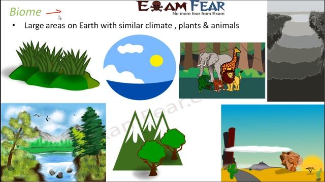 Biology Organisms & Population part 3 (Ecology: Community, Biome) class 12 XII смотреть онлайн