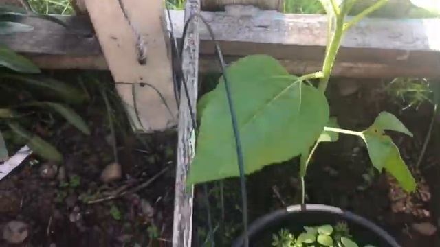 DAY 3 GARDEN TOUR VLOG смотреть онлайн