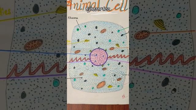 Animal Cell Drawing || assignment || 10th || 12th || Class || School Project || Short || Reels || смотреть онлайн