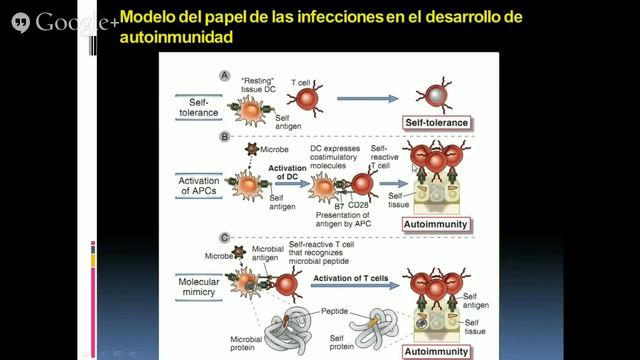 Mecanismos de Autoinmunidad - Dra. Gloria Vasquez смотреть онлайн