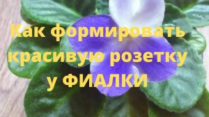 Как формировать красивую розетку у фиалки