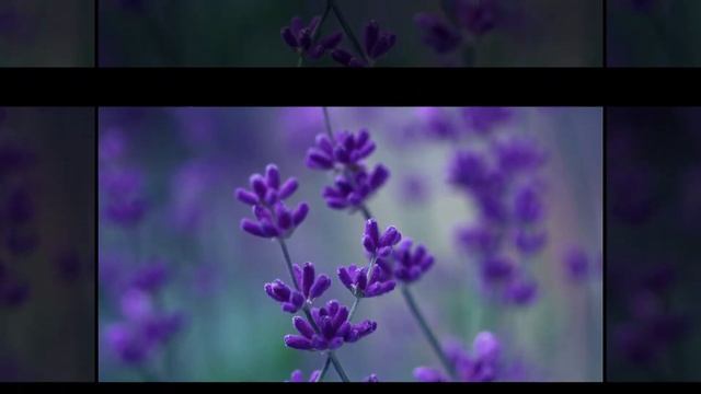 Весенний Макро Коллаж 2 смотреть онлайн