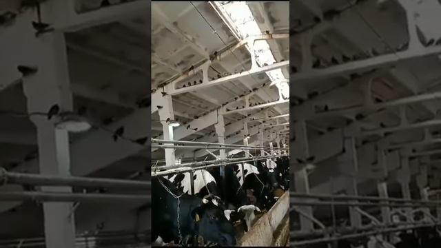 Ферма, Петровский агрокомплекс смотреть онлайн