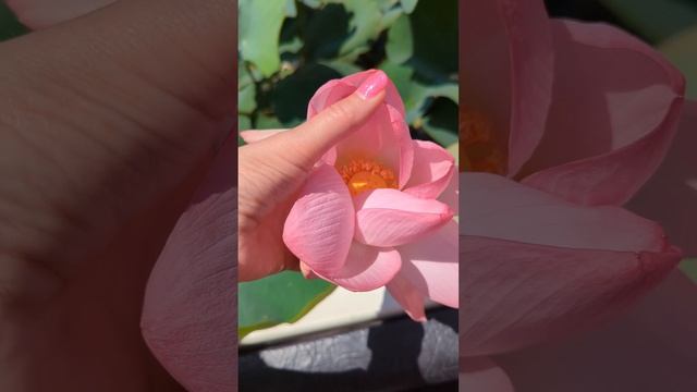 Долина лотосов #Тамань смотреть онлайн