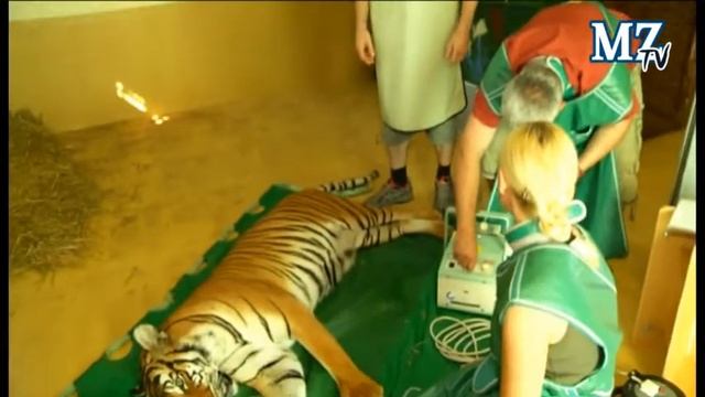 Halles Tigerdame beim Arzt смотреть онлайн