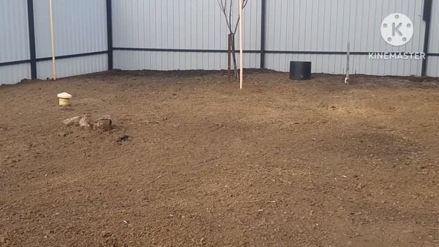 ДЕЛА ОГОРОДНЫЕ последние новости. смотреть онлайн