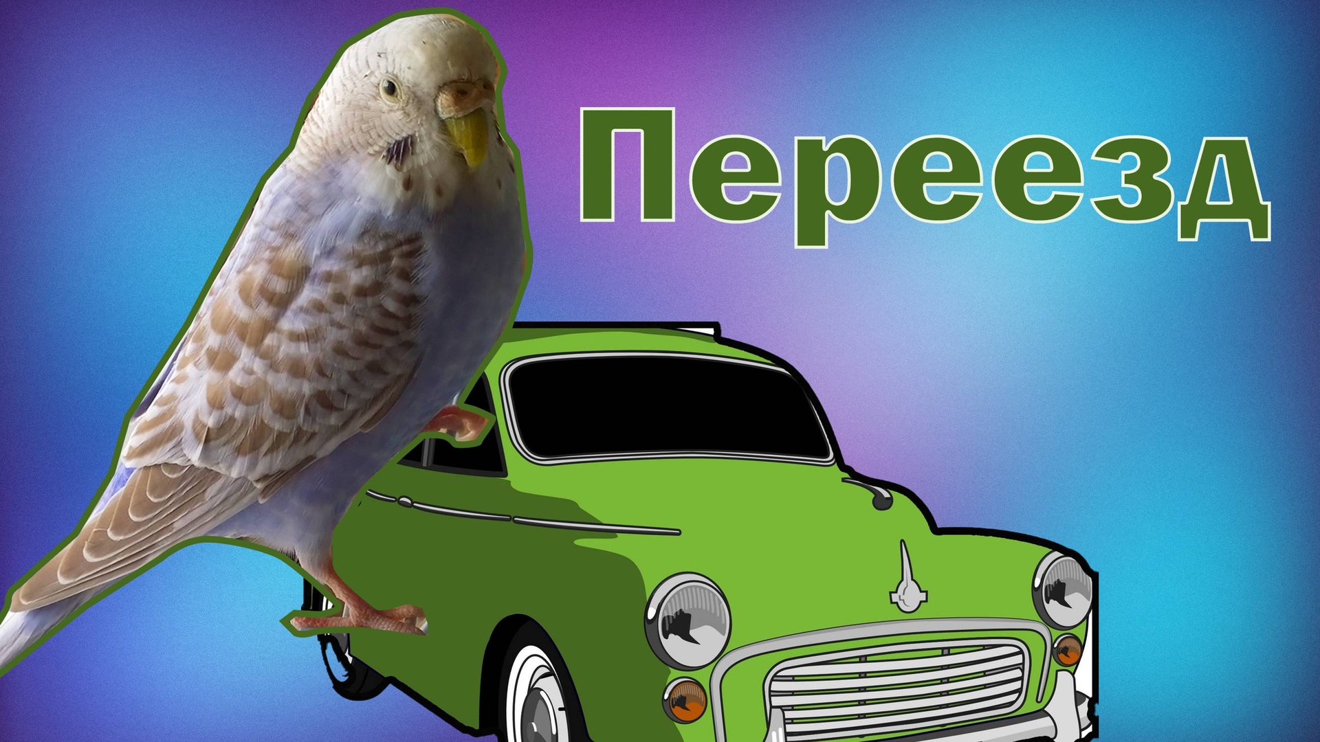 Как перевозить волнистого попугая? Транспортировка попугая в машине смотреть онлайн