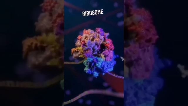 protein Synthesis on Ribosome Unit .. смотреть онлайн