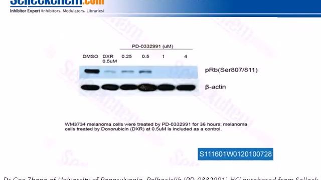 Palbociclib From Selleckchem.com смотреть онлайн