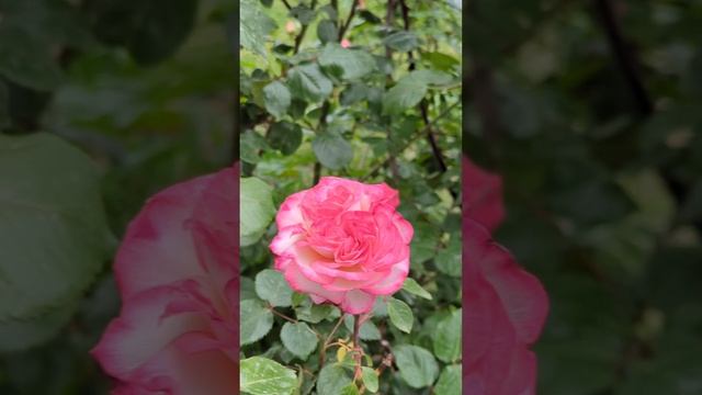 Розовый рай #геленджик смотреть онлайн