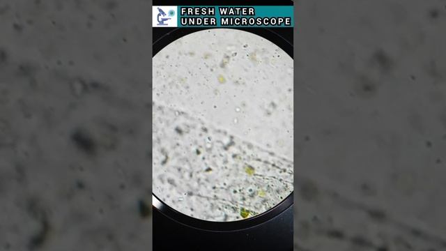 Fresh water sample under microscope view | Bacteria under microscope video #shortvideo #science смотреть онлайн