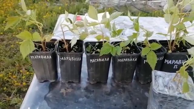 посылка от кфх "Соколик" смотреть онлайн