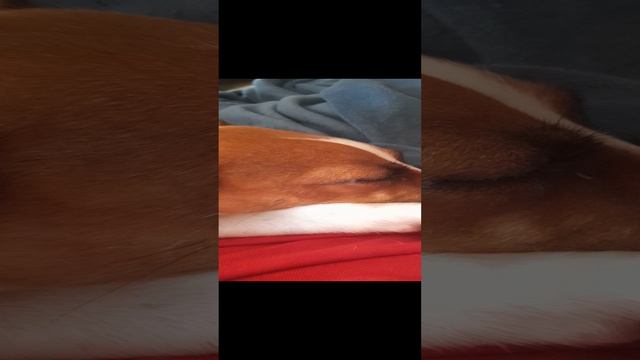 Про мою собаку