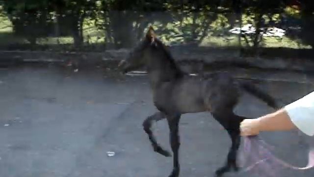 Sevilla de SantaCruz (Prodigio de Ma Rosa X Penumbra de SC) 6 dias смотреть онлайн