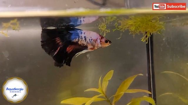 Как вам эти петушки?! how do you like these bettas?! смотреть онлайн