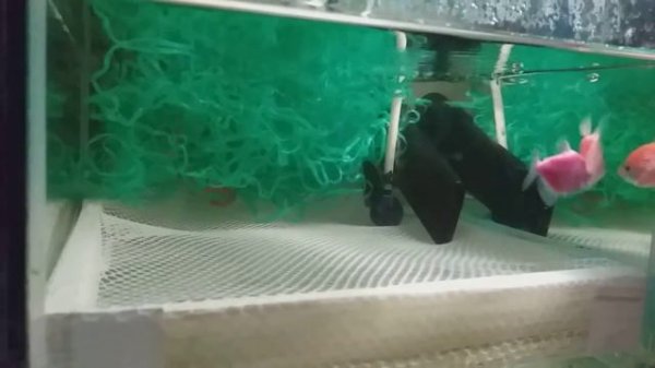 тернеция на нересте