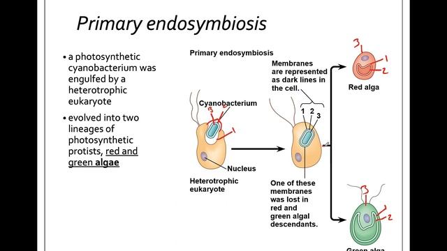 28.2 Endosymbiosis смотреть онлайн