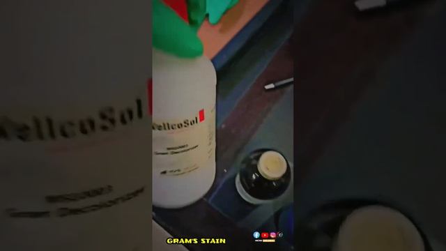 Grams stain Procedure and Reagents || Microbiology || MICROBIOLOGIST смотреть онлайн