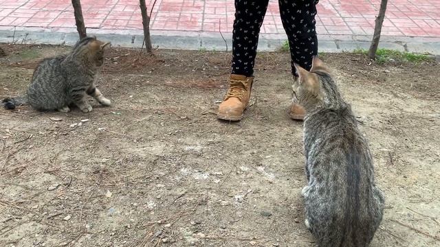 Kittens practice hunting, very cute смотреть онлайн