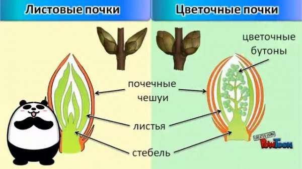 строение растений