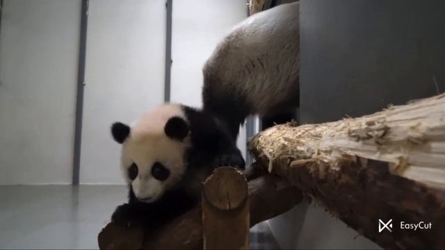 🐼 Кто-то хотел убежать 😂 Панда Катюша смотреть онлайн