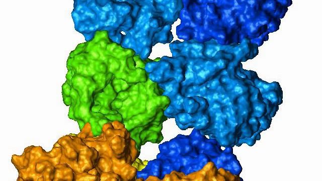 Rhodopsin interaction with transducin смотреть онлайн