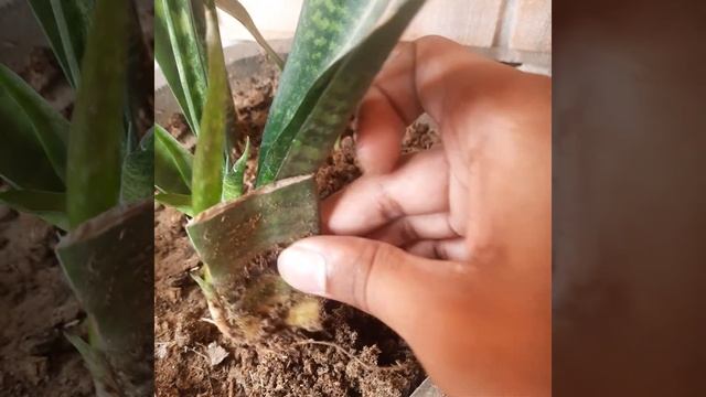 repoting baby snake plants // snake plant // snake plant from leaves// garden vlogs // repoting // смотреть онлайн