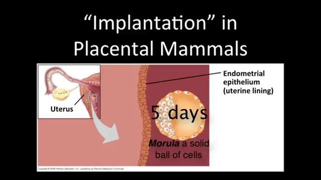 Fertilization and Development part One смотреть онлайн