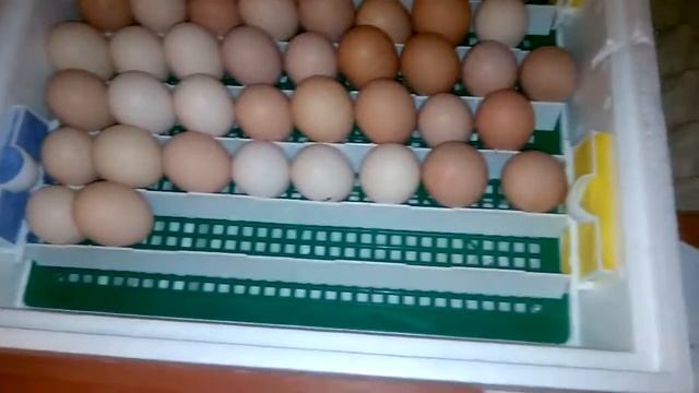 Инкубация куриных яиц, в инкубаторе Квочка Закладка яиц смотреть онлайн