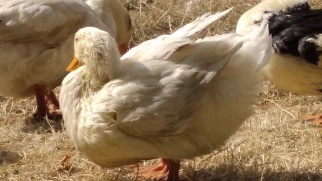 Біла Пекінська Качка чисте своє пир'я після купання в Ставочку смотреть онлайн