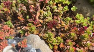 Размножаю ОЧИТКИ / СЕДУМЫ  способом черенкования …