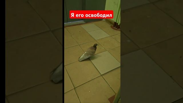 Освободил Гулю смотреть онлайн