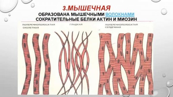 ЗООЛОГИЯ. Ткани животных