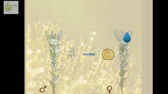 Learn Plant Classification | The Plant Kingdom смотреть онлайн
