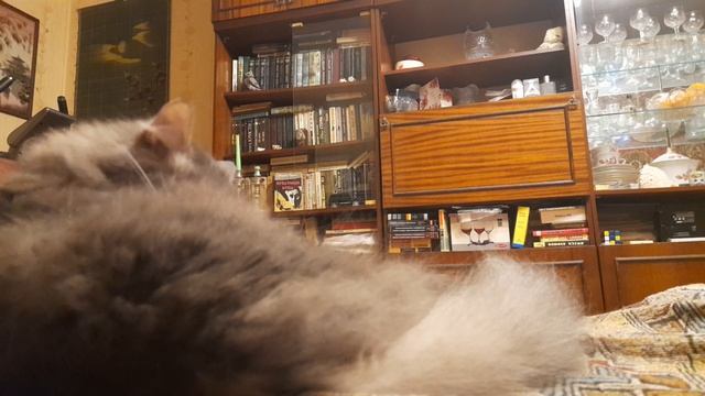 14 ноября 2023 котяка-умывака смотреть онлайн