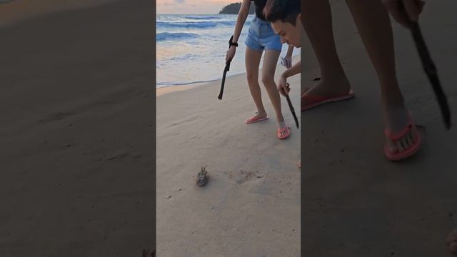 Спасите её, она ещё живая! Рыбу Фугу выбросило на берег пляжа Ката на Пхукете в Таиланде смотреть онлайн