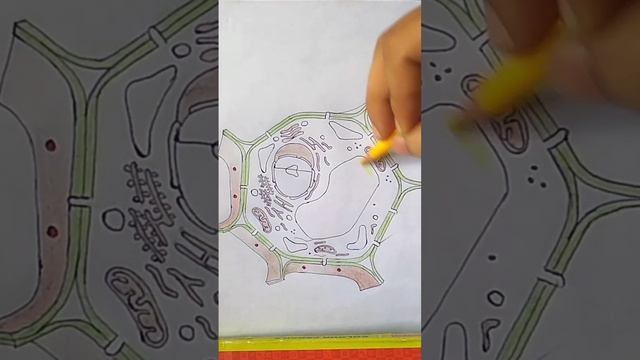 How to draw a plant cell / plant cell drawing # short смотреть онлайн
