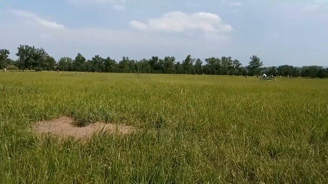 Суслы) смотреть онлайн